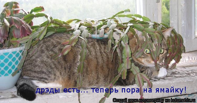 Котоматрица: дрэды есть... теперь пора на ямайку!