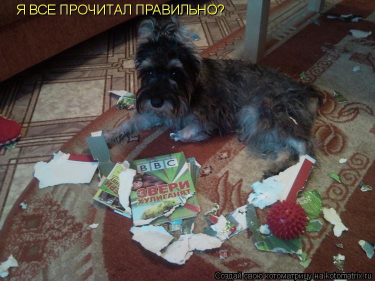 Я ВСЕ ПРОЧИТАЛ ПРАВИЛЬНО?... Котоматрица: Я ВСЕ ПРОЧИТАЛ ПРАВИЛЬНО?