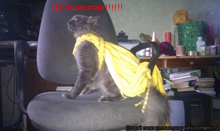 Котоматрица: IM Superman!!!!!!