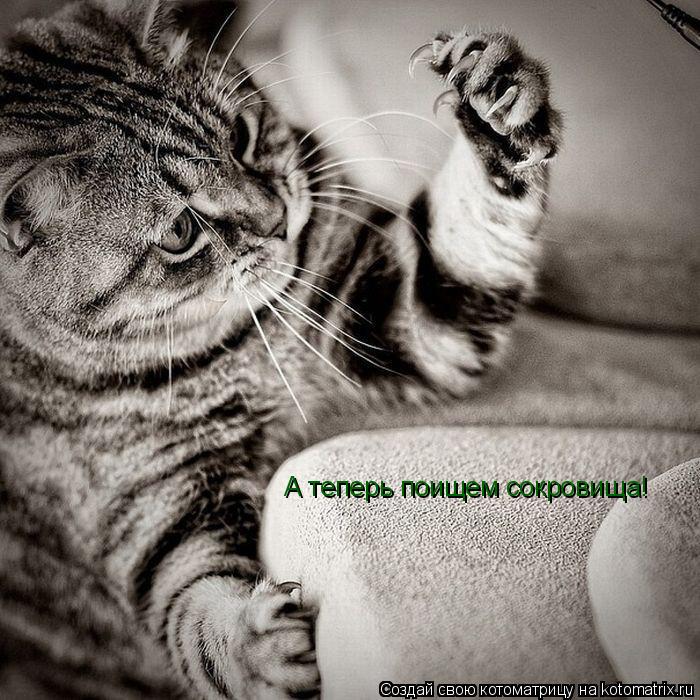 Котоматрица: А теперь поищем сокровища!
