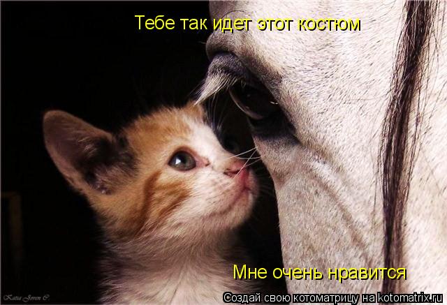 Котоматрица: Тебе так идет этот костюм Мне очень нравится