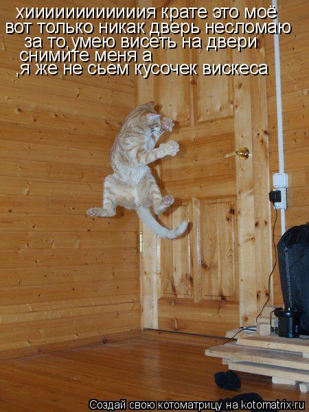 Котоматрица: хиииииииииииия крате это моё вот только никак дверь несломаю за то,умею висеть на двери снимите меня а ,я же не сьем кусочек вискеса