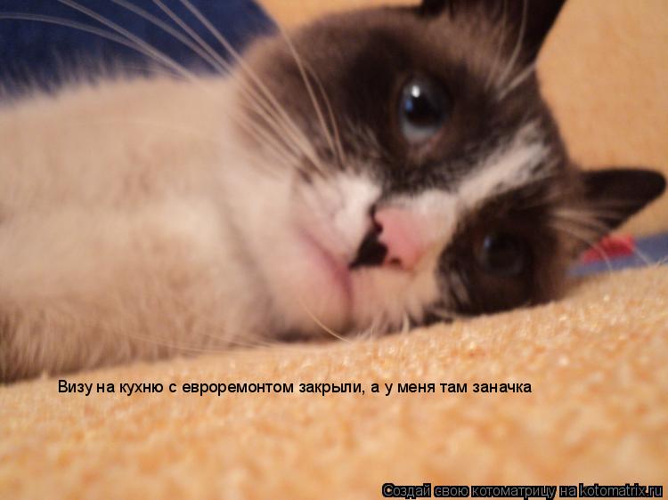 Котоматрица: Визу на кухню с евроремонтом закрыли, а у меня там заначка