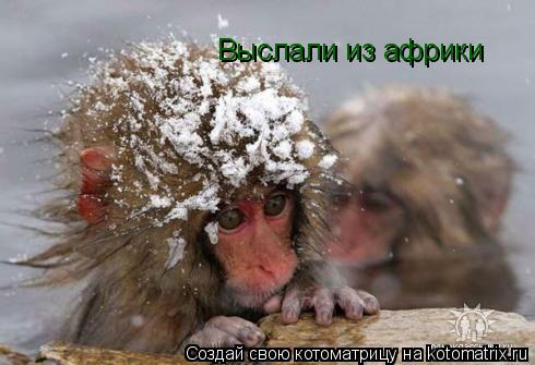 Котоматрица: Выслали из африки