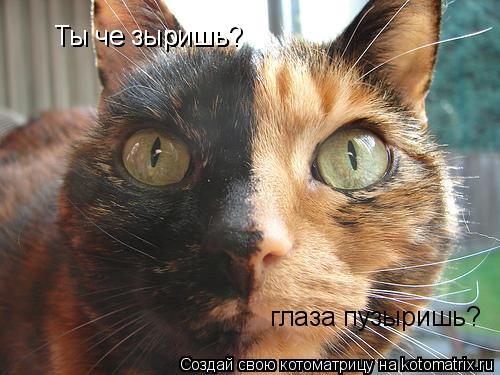 Ты че зыришь Ты че зыришь? глаза пузыришь?... Котоматрица: Ты че зыришь Ты че зыришь? глаза пузыришь?