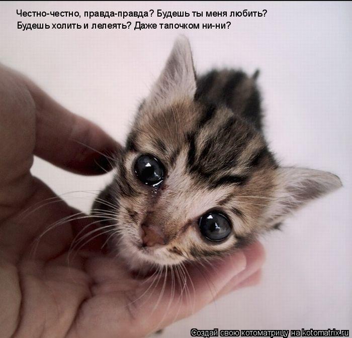 Котоматрица: Честно-честно, правда-правда? Будешь ты меня любить? Будешь холить и лелеять? Даже тапочком ни-ни?