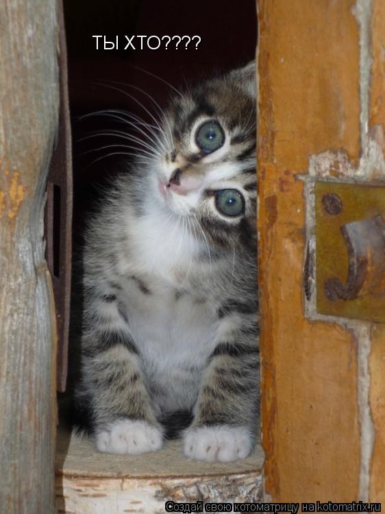 Котоматрица: ТЫ ХТО????