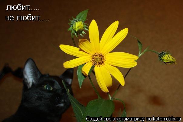 Котоматрица: любит..... не любит.....