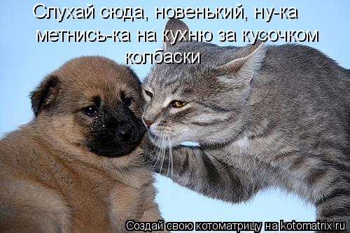 Котоматрица: Слухай сюда, новенький, ну-ка метнись-ка на кухню за кусочком колбаски