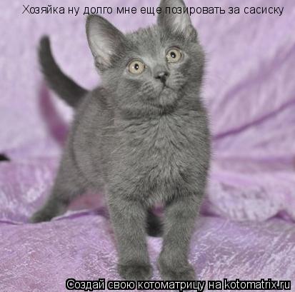 Котоматрица: Хозяйка ну долго мне еще позировать за сасиску