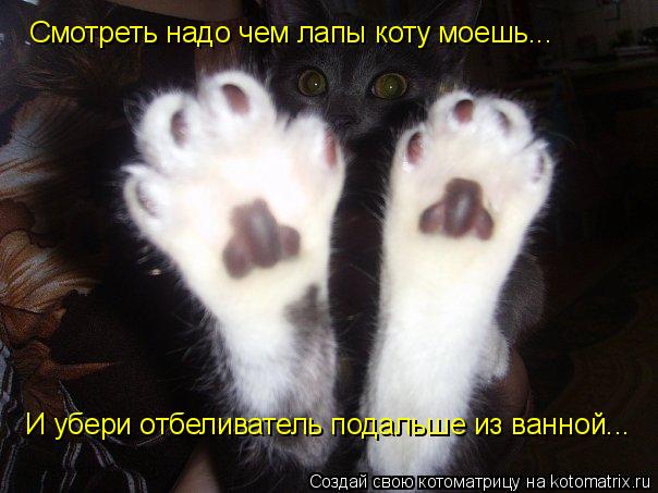 Смотреть надо чем лапы коту моешь... И убери отбеливатель подальше из ванной...... Котоматрица: Смотреть надо чем лапы коту моешь... И убери отбеливатель подальше из ванной...