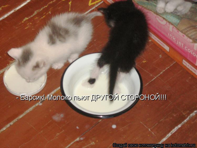 Котоматрица: - Барсик! Молоко пьют ДРУГОЙ СТОРОНОЙ!!!