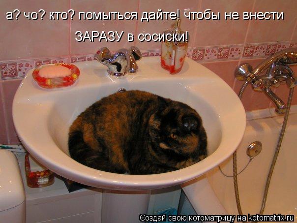 а? чо? кто? помыться дайте! чтобы не внести ЗАРАЗУ в сосиски!... Котоматрица: а? чо? кто? помыться дайте! чтобы не внести ЗАРАЗУ в сосиски!