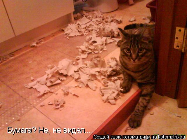 Котоматрица: Бумага? Не, не видел....