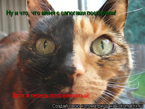 Ну и что, что меня с сапогами постирали! Зато я теперь половинчатый!... Котоматрица: Ну и что, что меня с сапогами постирали! Зато я теперь половинчатый!