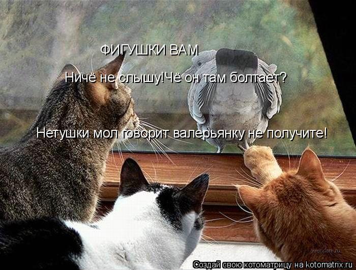 ФИГУШКИ ВАМ Ничё не слышу!Чё он там болтает? Нетушки мол говорит валерьянку не получите!ГОВОРиТ Нетуш... Котоматрица: ФИГУШКИ ВАМ Ничё не слышу!Чё он там болтает? Нетушки мол говорит валерьянку не получите!ГОВОРиТ Нетушки мол говорит валерьянку не получите!