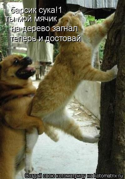 Котоматрица: барсик сука!1 ты мой мячик на дерево загнал теперь и достовай теперь и достовай