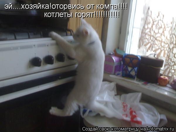Котоматрица: эй....хозяйка!оторвись от компа!!!! котлеты горят!!!!!!!!!!!