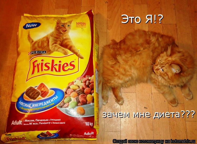 Котоматрица: Это Я!? зачем мне диета???