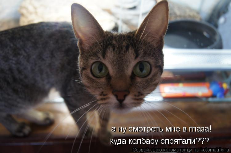 Котоматрица: а ну смотреть мне в глаза! куда колбасу спрятали???
