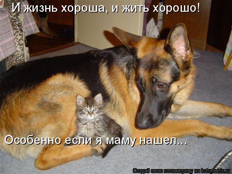 Котоматрица: И жизнь хороша, и жить хорошо!  Особенно если я маму нашел...