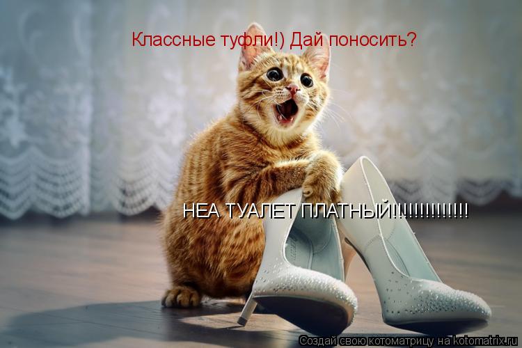 Котоматрица: Классные туфли!) Дай поносить? НЕА ТУАЛЕТ ПЛАТНЫЙ!!!!!!!!!!!!!!