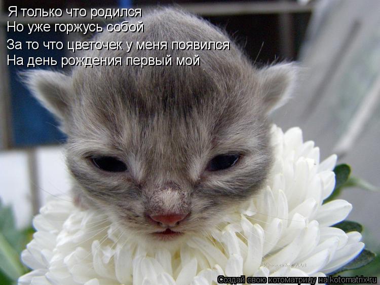 Котоматрица: Я только что родился Но уже горжусь собой За то что цветочек у меня появился На день рождения первый мой