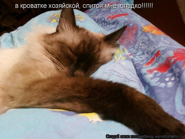 в кроватке хозяйской, спится мне сладко!!!!!!... Котоматрица: в кроватке хозяйской, спится мне сладко!!!!!!