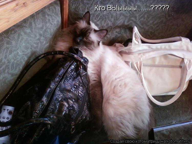 Кто ВЫыыыы.......?????... Котоматрица: Кто ВЫыыыы.......?????