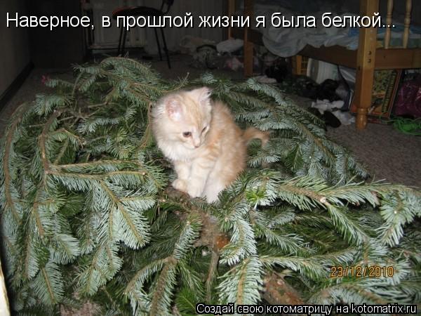 Наверное, в прошлой жизни я была белкой...... Котоматрица: Наверное, в прошлой жизни я была белкой...