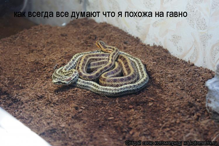 Котоматрица: как всегда все думают что я похожа на гавно