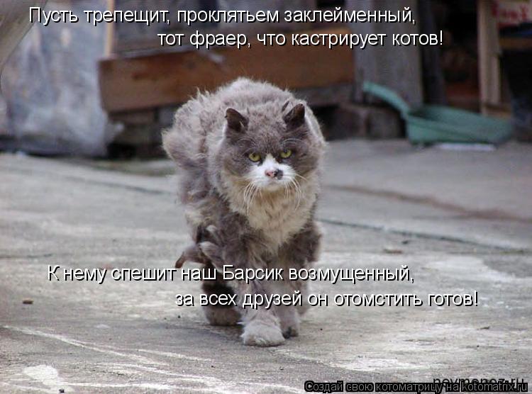 Котоматрица: Пусть трепещит, проклятьем заклейменный,  тот фраер, что кастрирует котов! К нему спешит наш Барсик возмущенный,  за всех друзей он отомстит