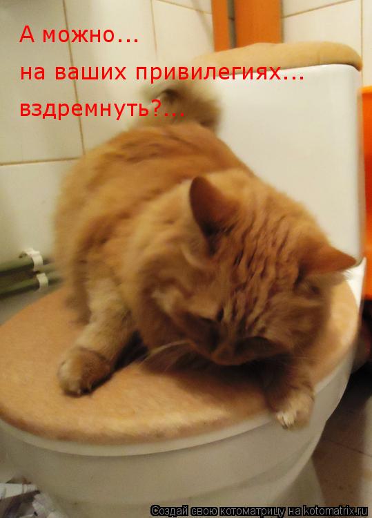 Котоматрица: А можно... на ваших привилегиях... вздремнуть?...