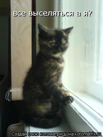 Котоматрица: все выселяться а я?