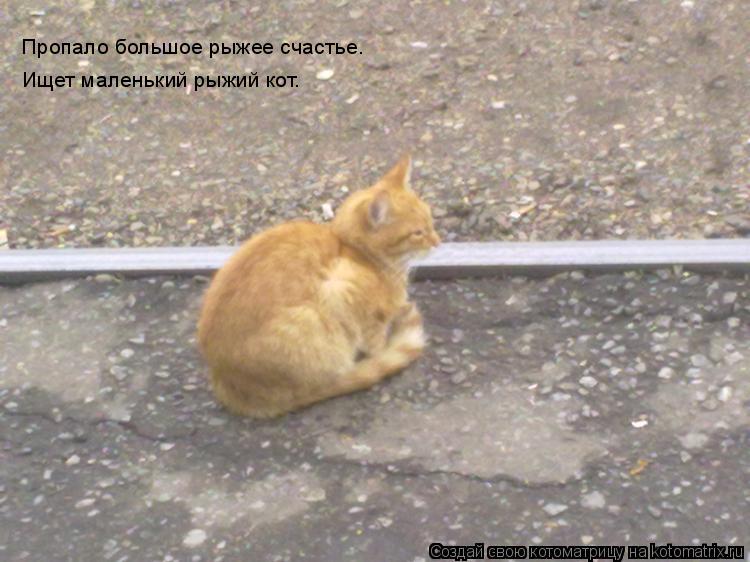Котоматрица: Пропало большое рыжее счастье. Ищет маленький рыжий кот.