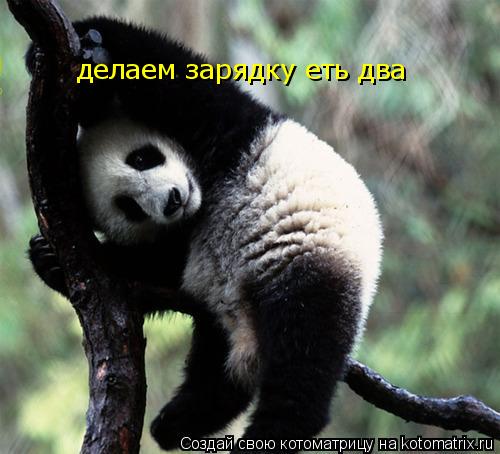 Котоматрица: делаем зарядку еть два