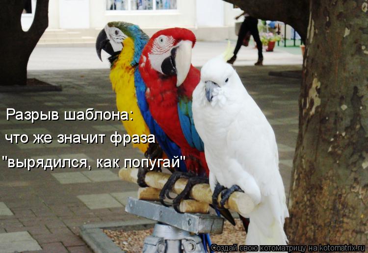 Котоматрица: что же значит фраза Разрыв шаблона: "вырядился, как попугай"