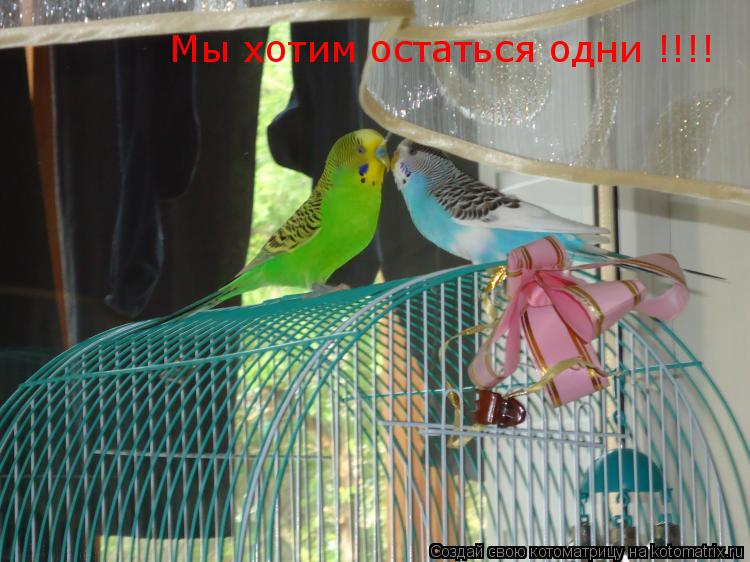 Мы хотим остаться одни !!!!... Котоматрица: Мы хотим остаться одни !!!!