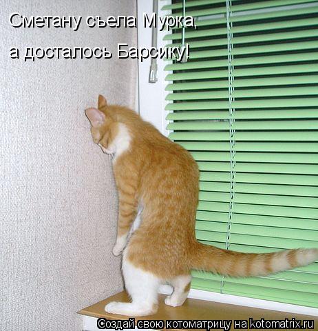 Сметану съела Мурка, а досталось Барсику!... Котоматрица: Сметану съела Мурка, а досталось Барсику!