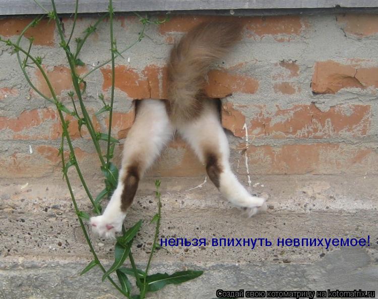 нельзя впихнуть невпихуемое!... Котоматрица: нельзя впихнуть невпихуемое!