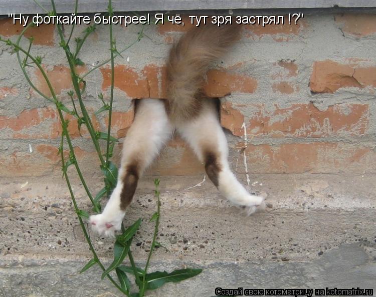 "Ну фоткайте быстрее! Я чё, тут зря застрял !?"... Котоматрица: "Ну фоткайте быстрее! Я чё, тут зря застрял !?"