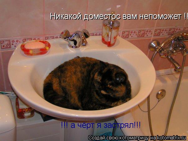 Котоматрица: Никакой доместос вам непоможет !!!      !!! а чёрт я застрял!!!