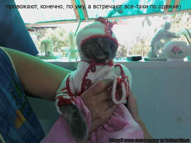 Котоматрица: провожают, конечно, по уму, а встречают все-таки по одежке)