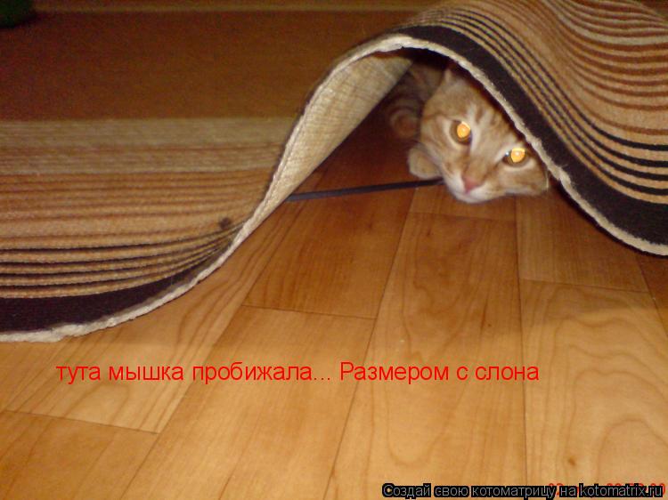 Котоматрица: тута мышка пробижала... Размером с слона