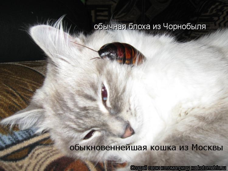 Котоматрица: обычная блоха из Чорнобыля обыкновеннейшая кошка из Москвы