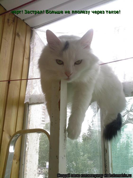 Котоматрица: черт! Застрал! Больше не пполезу через такое!