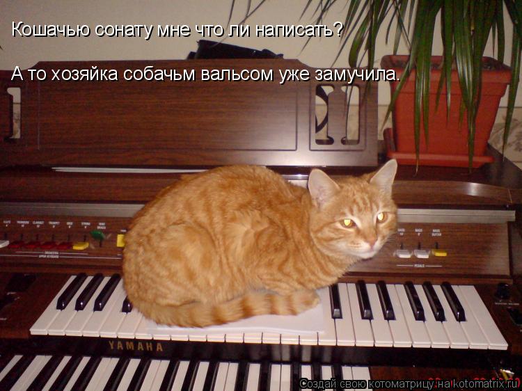 Котоматрица: Кошачью сонату мне что ли написать? А то хозяйка собачьм вальсом уже замучила.