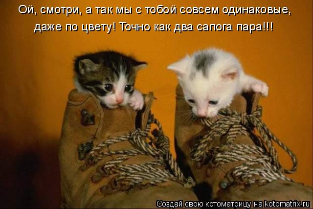 Котоматрица: Ой, смотри, а так мы с тобой совсем одинаковые, даже по цвету! Точно как два сапога пара!!!