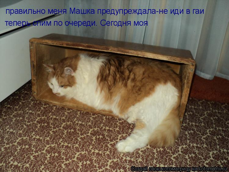 Котоматрица: правильно меня Машка предупреждала-не иди в гаи теперь спим по очереди. Сегодня моя