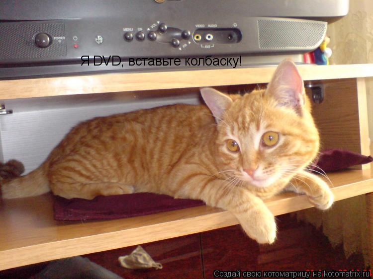Я DVD, вставьте колбаску!... Котоматрица: Я DVD, вставьте колбаску!